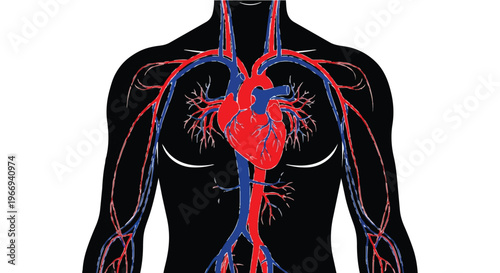 Human body circulatory system with heart and blood vessels