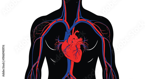 Human body circulatory system with heart and blood vessels