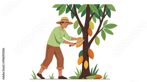 Farmer Harvesting Cocoa Pods from Tree Flat Vector Illustration