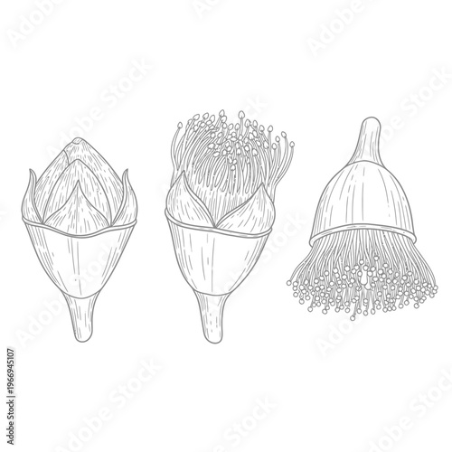 Botanical illustration of different types of floral stamens and pistils