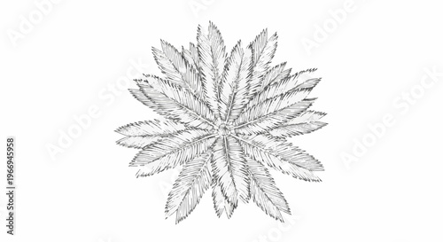 Top-down sketch of a lush palm frond formation, radiating outwards