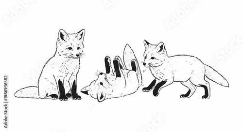 Three foxes in a row, one sitting, one rolling, one standing