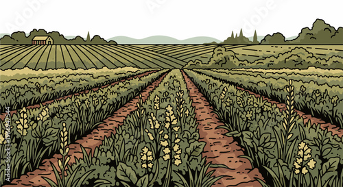 Expansive farmland with rows of crops and a distant barn