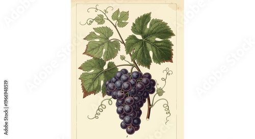 Vintage illustration of a ripe bunch of dark purple grapes on a vine with green leaves.