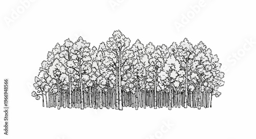 Black and white illustration of a dense forest with many trees