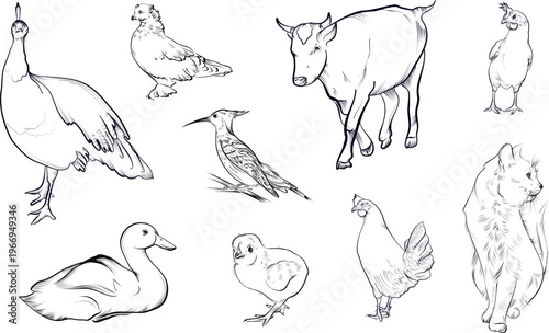 Large set with farm animals and birds sketch vector