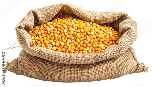 Burlap sack overflowing with bright yellow corn kernels, rustic and full