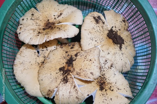 Wallpaper Mural Natural fresh mushrooms or its Latin name Macrolepiota albuminosa, describe the harvest from nature and organic food ingredients. Torontodigital.ca