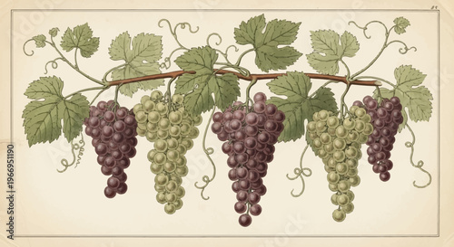 Vintage Illustration of Ripe Grape Bunches: Red and Green Varieties on a Vine