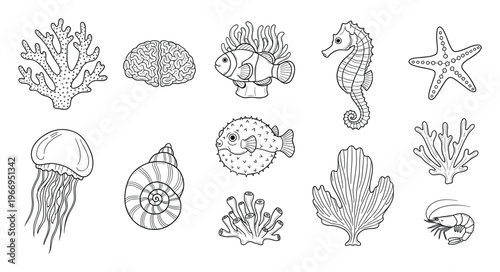 Monochrome outline graphics of diverse marine animals and underwater plants such as seahorse, starfish, jellyfish, fish, shell, corals, shrimp, and an anatomical brain for educational