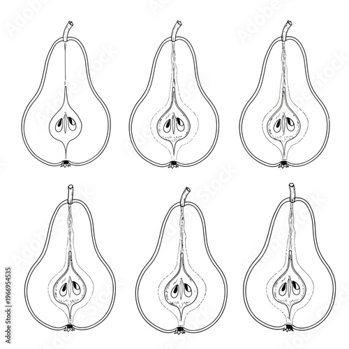 Botanical illustrations of different pear cross-sections showing internal seed structures