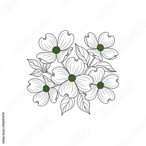 Elegant black and white sketch of a cluster of dogwood flowers with leaves