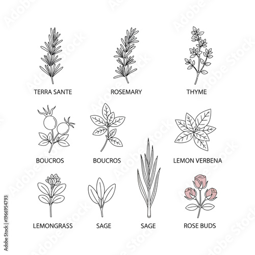 Illustrations of various herbs and botanical elements used in cooking and remedies