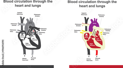 A clean and professional vector illustration of the human heart. This design combines anatomical accuracy with a modern, minimalist aesthetic, featuring the aorta, pulmonary arteries, and chamberrint