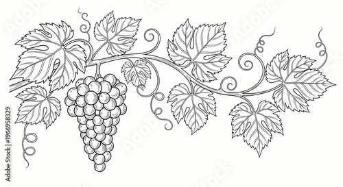 Grapevine Branch with Bunch of Grapes and Leaves - Black and White Outline Drawing