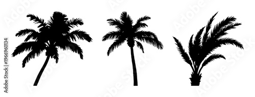 Palm tree silhouette set with black silhouette on white background featuring palm tree, tropical foliage, illustration with line art and vector graphic