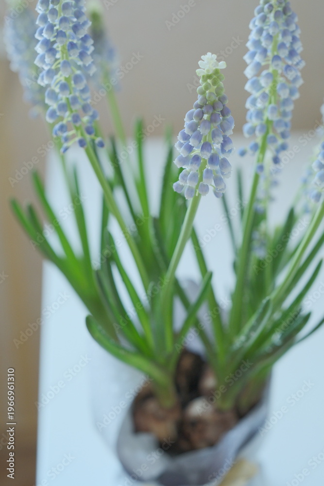 Fototapeta premium A pot of growing blue muscari or grape hyacinths flowers on table 
