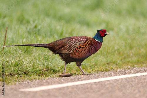 male pheasant in spring