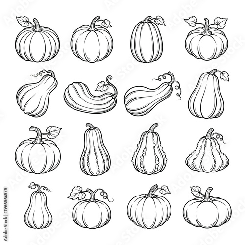 Diverse illustrations of squash and pumpkin varieties in a monochromatic style