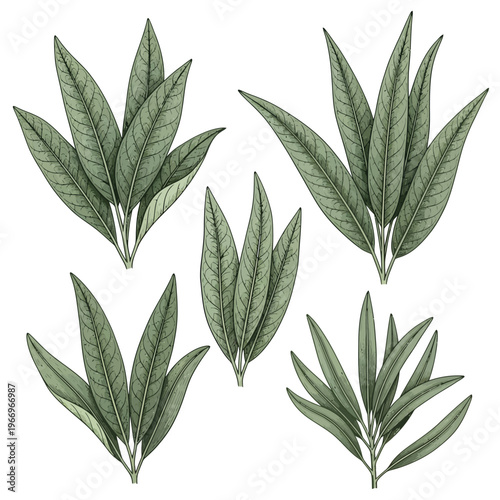 Dried bay leaves arranged in a symmetrical pattern on a light background