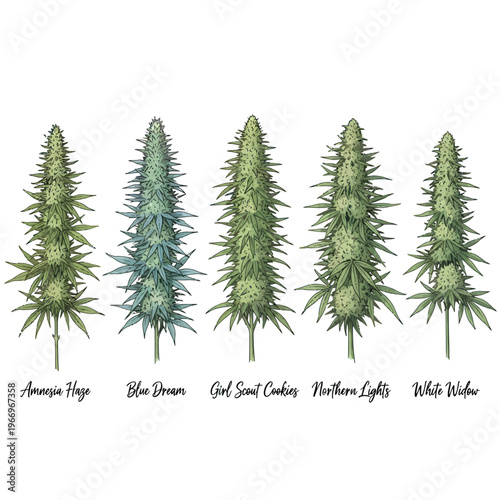 Comparison of five different types of hemp plants visualized with names