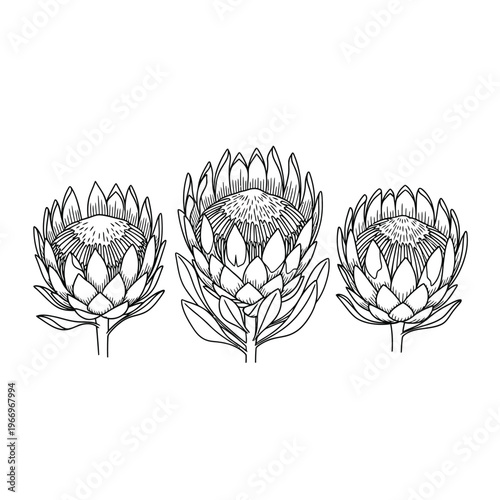 Three intricately detailed protea flowers in a minimalist line drawing style