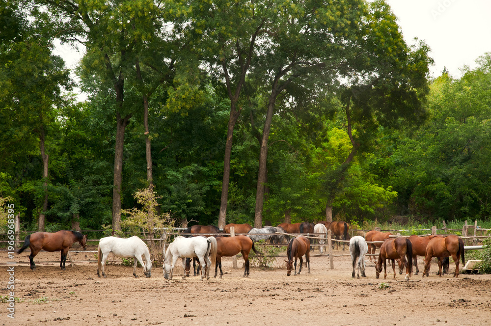 Fototapeta premium Herd of horses grazing in fenced paddock surrounded by green forest, rural countryside farm landscape, natural outdoor scene, peaceful equine pasture