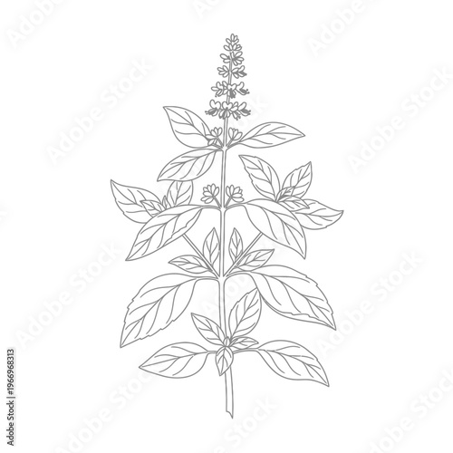 Botanical illustration of a tall herbaceous plant with opposite leaves and flower spikes