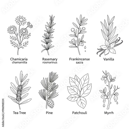 Illustrations of eight aromatic and medicinal plants used in various applications