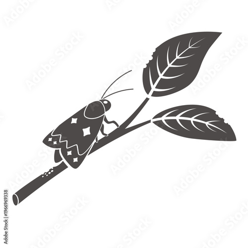 Codling moth laying eggs on branch garden pest insect damaging plant silhouette