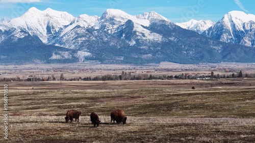Wallpaper Mural Aerial view of two bison grazing across open plains with dramatic snow-capped mountains in the background in Montana Torontodigital.ca
