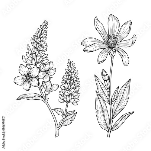 Botanical illustrations of two distinct flowering plants with detailed leaves and blooms Vector, illustration