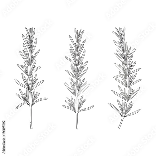 Three distinct illustrations of aromatic herb sprigs resembling rosemary or thyme. Vector, illustration