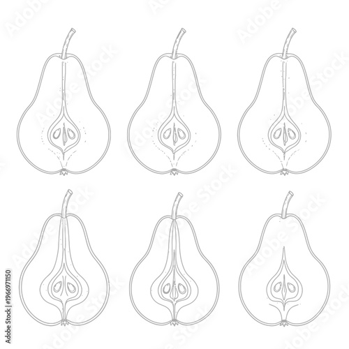 Botanical cross-sectional illustrations of various pear fruit internal structures Vector, illustration