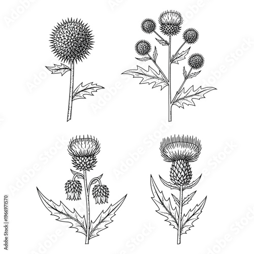 Botanical illustrations of thistle plants with distinct flower heads and leaves