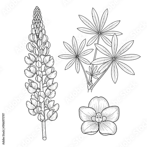 Botanical illustration of lupinus flower with seed pods, leaves, and cross-section