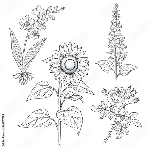 Illustrated botanical drawings of four distinct flowering plants