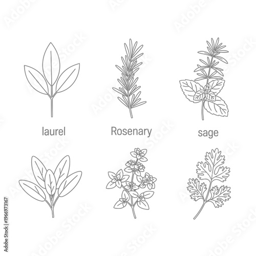 Illustrations of five different types of aromatic herbs