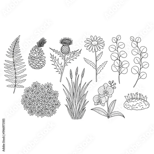 Diverse collection of botanical illustrations featuring various plants and flowers