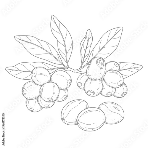 Olives growing on branches with fresh green leaves in a detailed illustration
