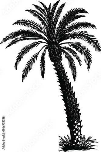 Black silhouette of a palm tree