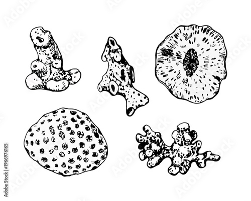 Set of black vector illustrations of corals, sponge and sea forms. Hand-drawn ink style with detailed textures. Ideal for marine design, prints, packaging, logos, tattoos and decor.
