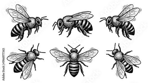 A collection of six detailed black and white illustrations of bees in various poses, showcasing their anatomy and wings.