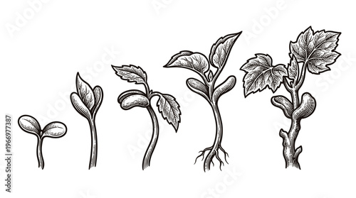 Illustration depicting the stages of plant growth from seedling to mature plant with roots and leaves.