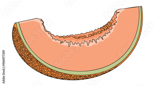 Fresh Cantaloupe Slice Illustration, Healthy Fruit Graphic for Food Marketing