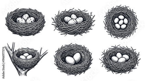 A collection of six detailed, hand-drawn illustrations of bird nests filled with eggs, presented in a monochromatic style.