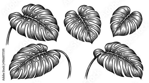 A collection of five detailed, black and white illustrations of Monstera deliciosa leaves, showcasing their distinctive fenestrations and venation patterns.