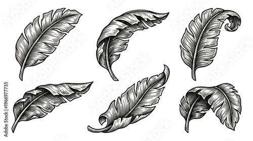 A collection of six detailed, hand-drawn illustrations of banana leaves in various graceful poses, rendered in a classic black and white engraving style.