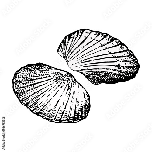 Vector illustration of two halves of one seashell. Hand-drawn ink engraving style with detailed lines. Suitable for marine design, packaging, prints, logos, tattoos and coastal decor.