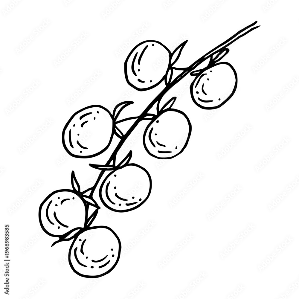 Obraz premium Tomato branch contour sketch in hand drawn doodle style. Vector outline illustration for italian food design. Black line art of vegetables. Design element for recipe and menu.